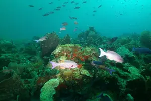 Tour image of St Lucia Snorkeling Tour with Lunch