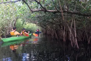 Tour image of Everglades Kayak Safari Adventure Through Mangrove Tunnels