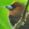 Image of Wildlife Watching