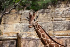 Tour image of San Antonio Zoo General Admission Ticket