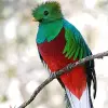 Image of Wildlife Encounters