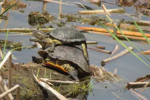 Tour image of Birdwatching day in the Ria Formosa Natural Park