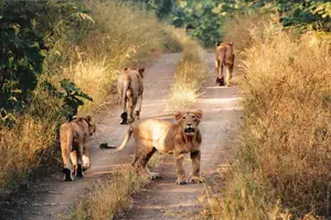 Image of India