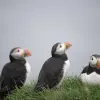 Image of Nature and Wildlife Tours