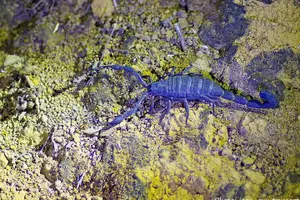 Tour image of Monteverde Cloud Forest Guided Night Walk
