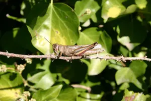 Tour image of Buskett Woodlands and Dingli Cliffs Nature Walking Private Tour