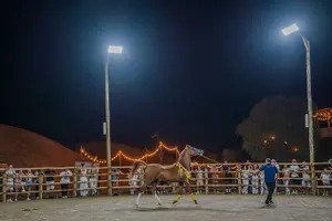Tour image of Dubai Premium Red Dunes Safari, Camels & 5* BBQ at Al Khayma camp