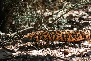 Tour image of Wilderness Hiking Tours