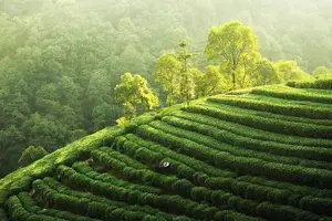 Tour image of Remarkable Hangzhou Day Tour Of Serenity and Beauty of Nature