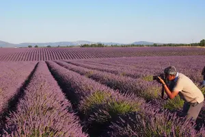 Tour image of Sunset Lavender Tour in Valensole with pickup from Marseille