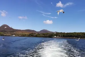 Tour image of Connemara & Inishturk Island wildlife watching cruise. Private guided Full-day