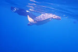 Tour image of Discover Ishigaki's Hidden Treasures Snorkeling Tour at BlueCave