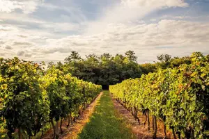Tour image of Médoc Region Half-Day Wine Tour with Winery Visit & Tastings from Bordeaux