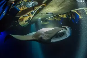 Tour image of Night Manta Ray Experience