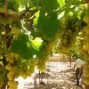 Image of Wine Tastings