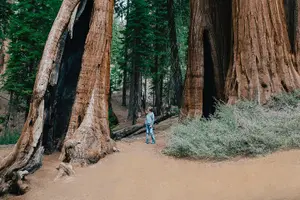 Tour image of Sequoia Full Day Private Tour & Hike