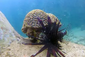 Tour image of Beginner Scuba Diving Adventure with Videos in Honolulu