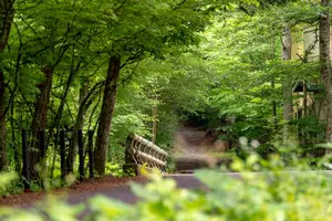 Tour image of ~Exploring the nature and sightseeing spots of Karuizawa~ Forest bathing cycling
