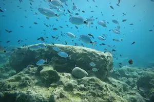 Tour image of Discover SCUBA Diving with Pissouri Bay Divers