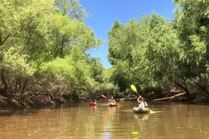 Tour image of Kayak/SUP Tour: Birds, Beavers, Turtles, maybe even Cliff Jumping
