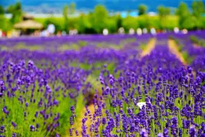 Tour image of Hokkaido Asahiyama Zoo, Furano and Biei Bus Tour