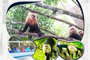Tour image of Monkey Mangrove tour