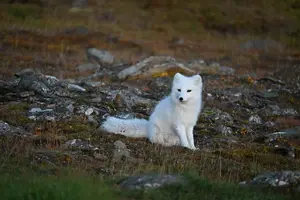 Image of Norway