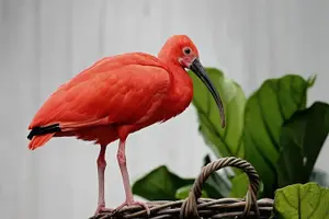 Tour image of The Scarlet Ibis - Caroni Swamp Tour