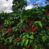 Image of Coffee & Tea Tours