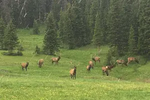 Tour image of Rocky Mountain National Park in Summer Tour from Denver