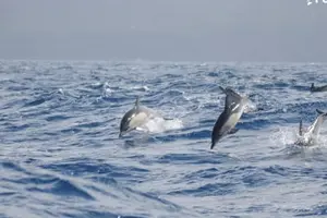 Tour image of Whale watching tour in Lajes do Pico in Pico Island