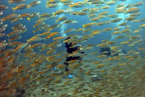 Tour image of 2 Fun Divers for Certified Divers in Thailand