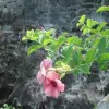 Image of Nature Walks