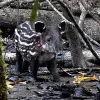 Image of Nature and Wildlife Tours