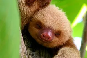 Tour image of Deluxe Private Manuel Antonio Park Tour