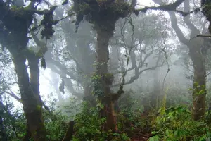 Tour image of Cameron Highlands Full Day Tour
