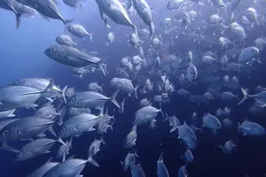 Tour image of Koh Samui 2-Dive Trip to Sail Rock for certified divers