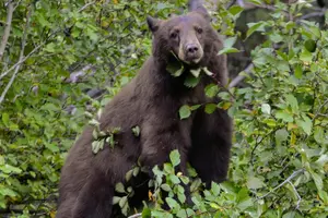 Tour image of Yellowstone National Park 2 Day Tour Upper and Lower Loop