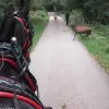 Image of Horseback Riding