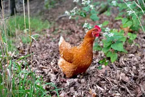 Tour image of Connect with Rescue Animals on a Private Farm Tour in Catskills