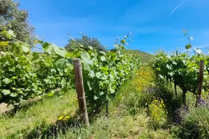 Tour image of DOURO TOURS - in Pinhão 1 day all inclusive 99€, Douro Valley