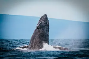Tour image of Whale Watching Maui: 2-Hour Small Group Raft Tour from Lahaina