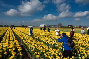 Tour image of Amsterdam: Day trip to Tulip Farm, Keukenhof + Windmill Cruise