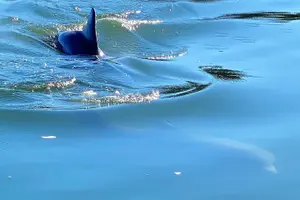 Tour image of 2-Hour Private Hilton Head Dolphin Watching Cruise