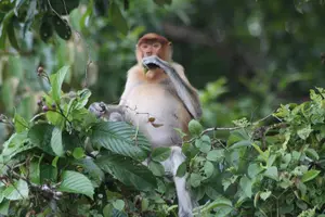 Tour image of Borneo Wildlife Tour 2 Days 1 Night At Tanjung Bulat Jungle Camp Kinabatangan