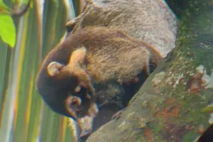Tour image of Cahuita National Park Tour and Water Experience in Puerto Viejo