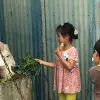 Image of Wildlife Encounters