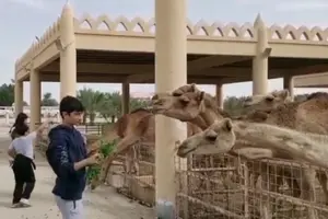 Tour image of Bahrain Camel tour