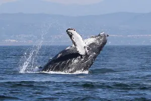 Tour image of Up Close Dolphin & Whale Watching