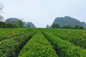 Tour image of Li River Cruise Reed Flute Cave Elephant Hill Daxu Town Day Tour